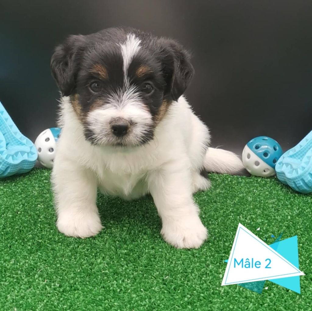 Des Adrilines d'Opale - Chiot disponible  - Jack Russell Terrier