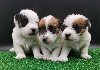  - Chiots Jack-Russell