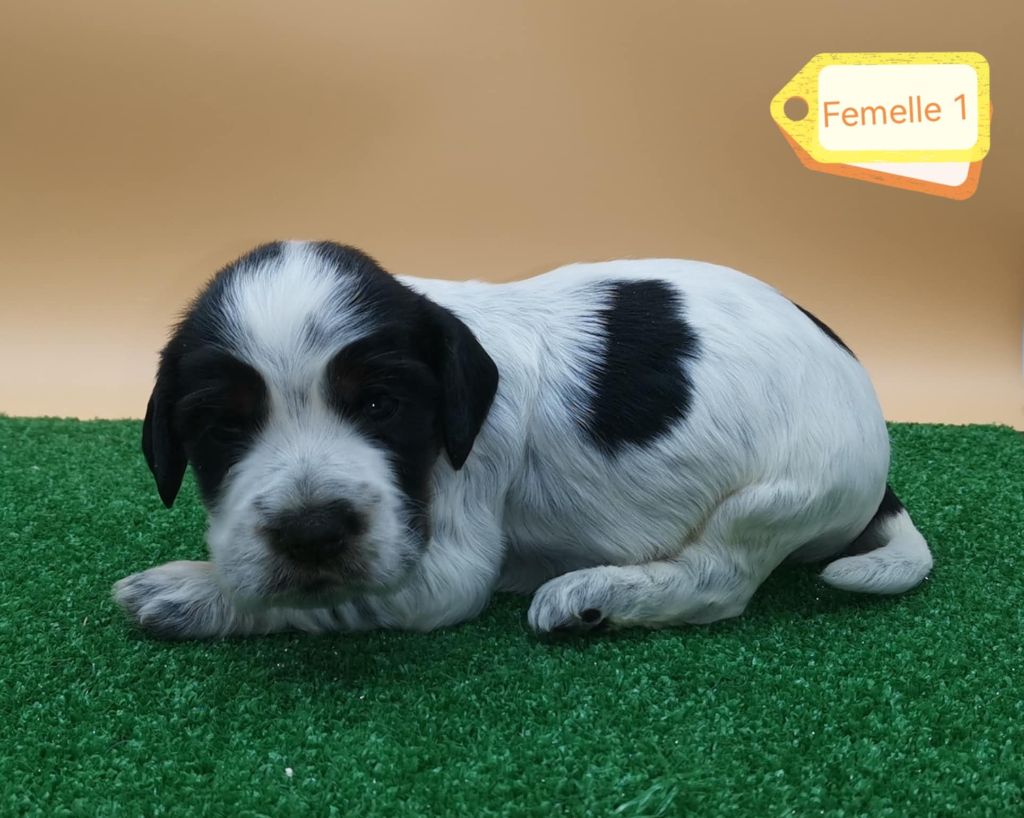 Des Adrilines d'Opale - Chiot disponible  - Cocker Spaniel Anglais