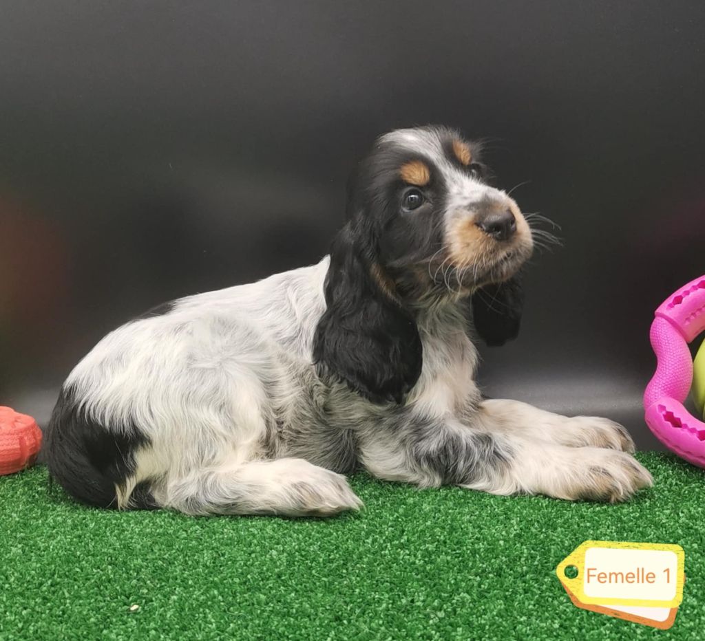 Des Adrilines d'Opale - Chiot disponible  - Cocker Spaniel Anglais