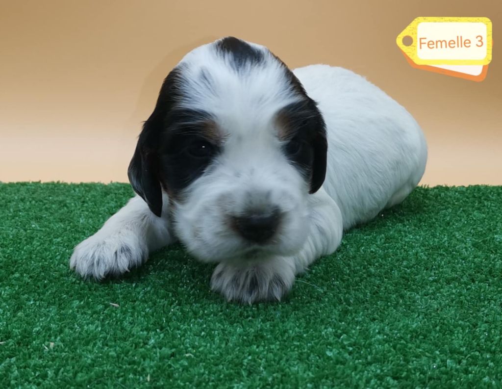 Des Adrilines d'Opale - Chiot disponible  - Cocker Spaniel Anglais