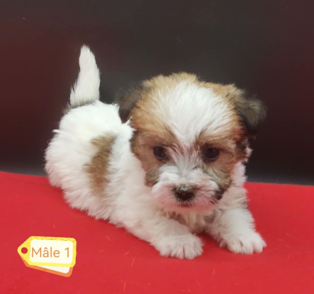 chiot Jack Russell Terrier Des Adrilines d'Opale