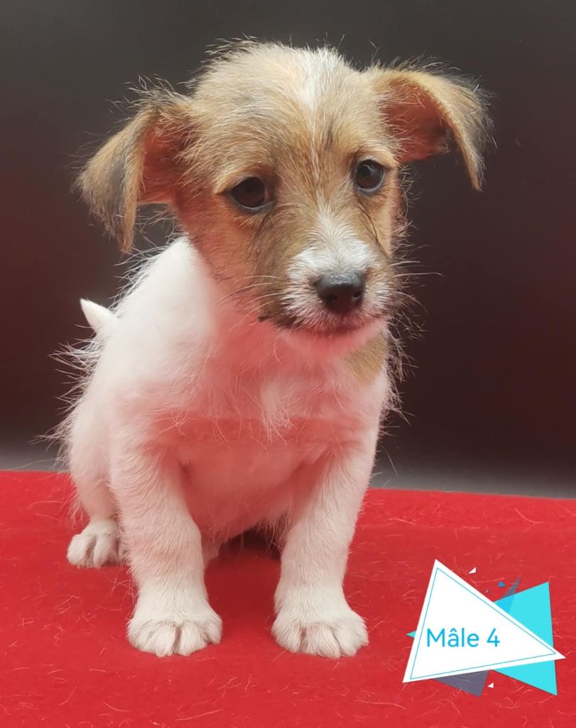 Des Adrilines d'Opale - Chiot disponible  - Jack Russell Terrier