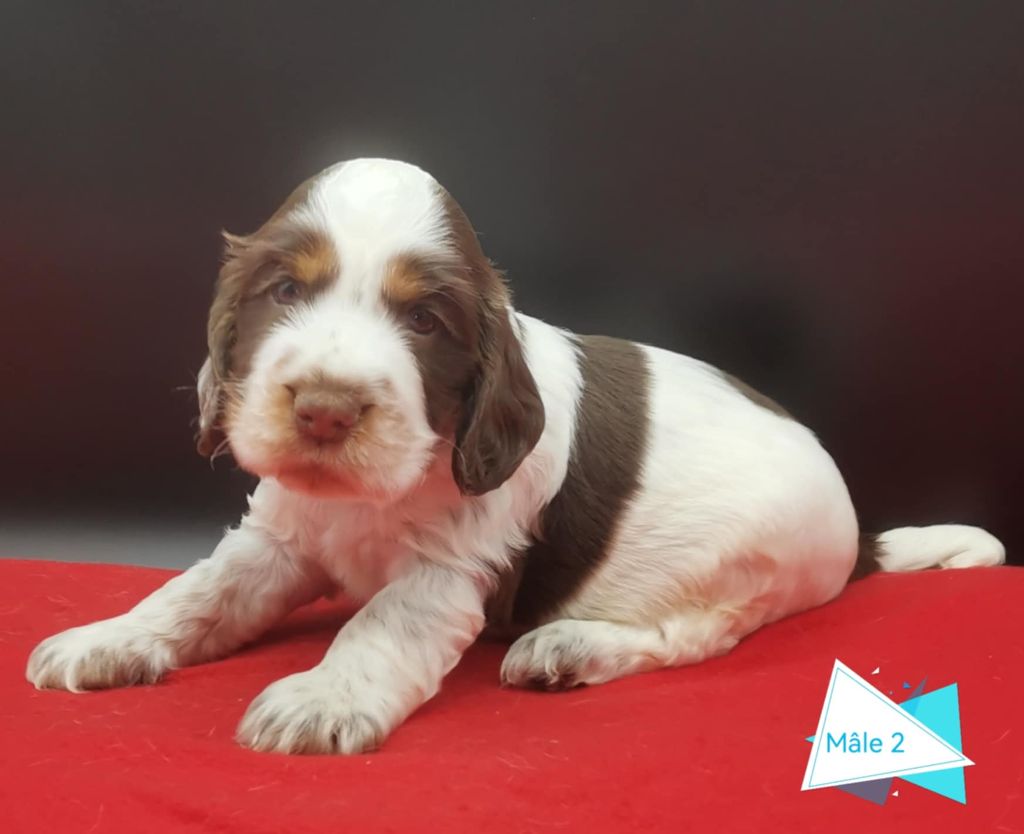 Des Adrilines d'Opale - Chiot disponible  - Cocker Spaniel Anglais