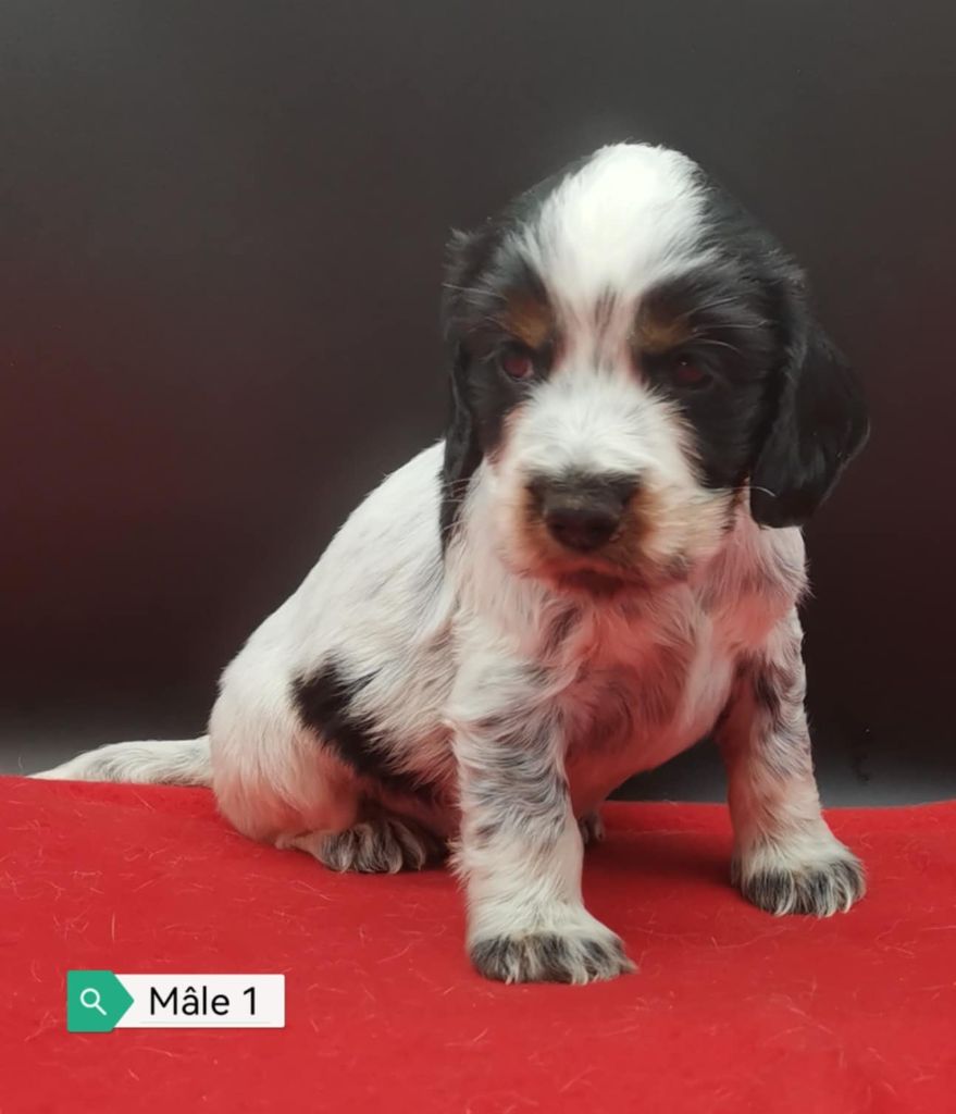 Des Adrilines d'Opale - Chiot disponible  - Cocker Spaniel Anglais