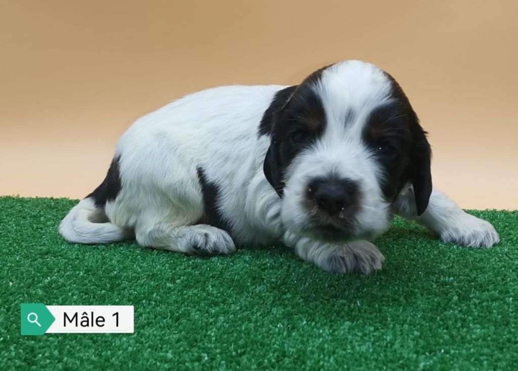 Des Adrilines d'Opale - Chiot disponible  - Cocker Spaniel Anglais