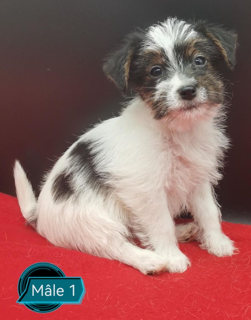 Des Adrilines d'Opale - Chiot disponible  - Jack Russell Terrier