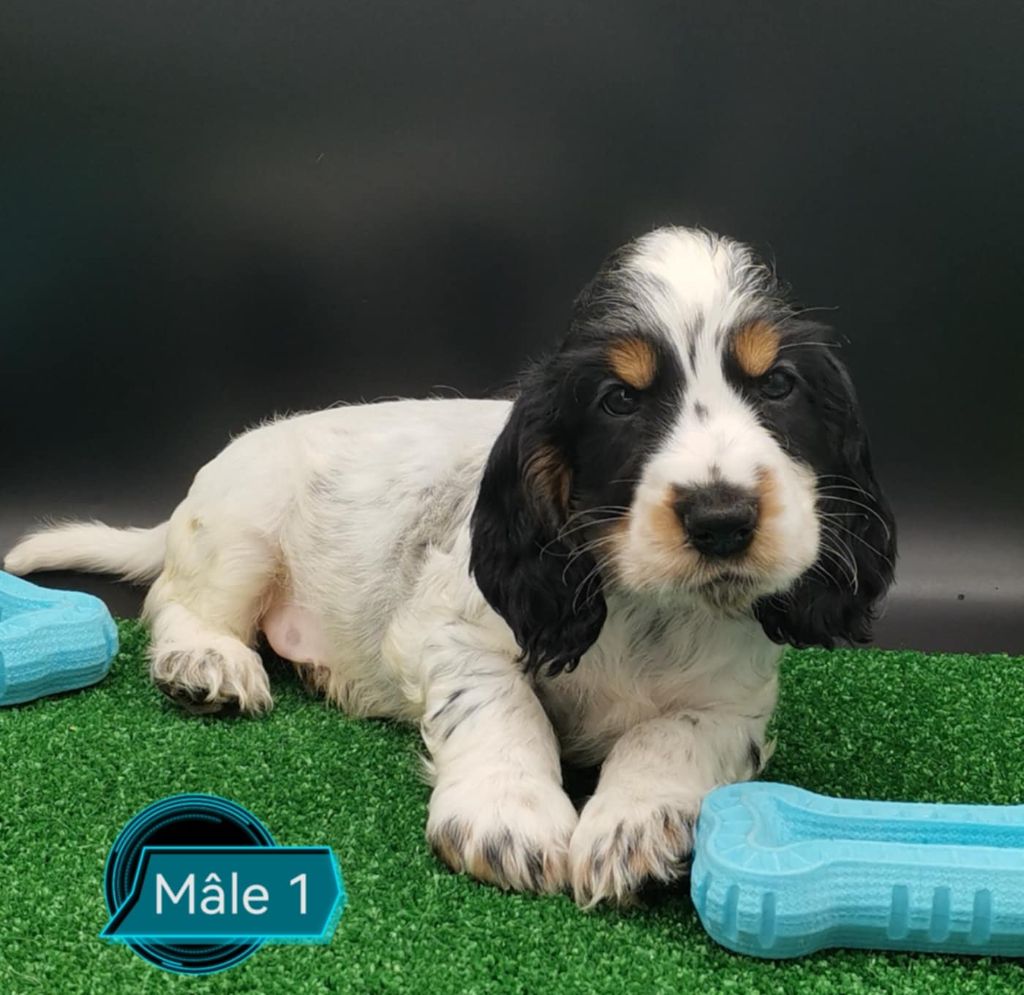 Des Adrilines d'Opale - Chiot disponible  - Cocker Spaniel Anglais