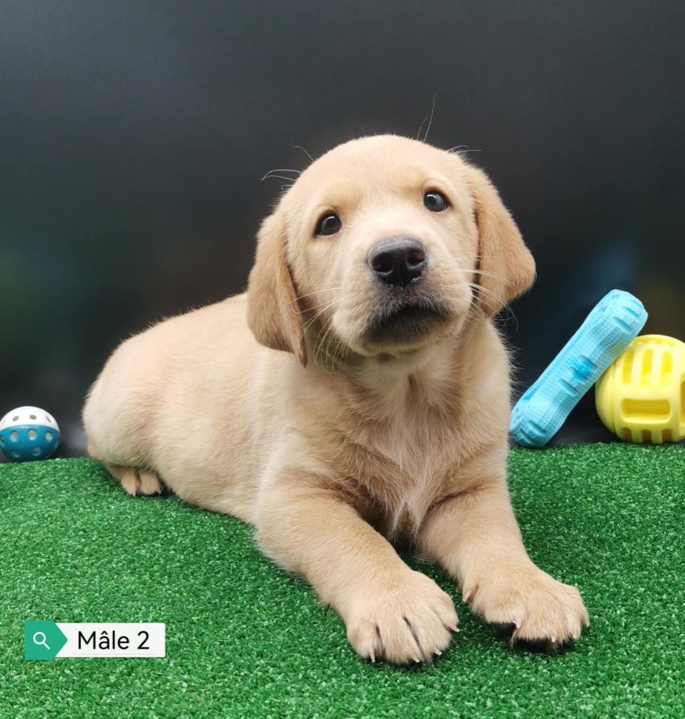 chiot Labrador Retriever Des Adrilines d'Opale