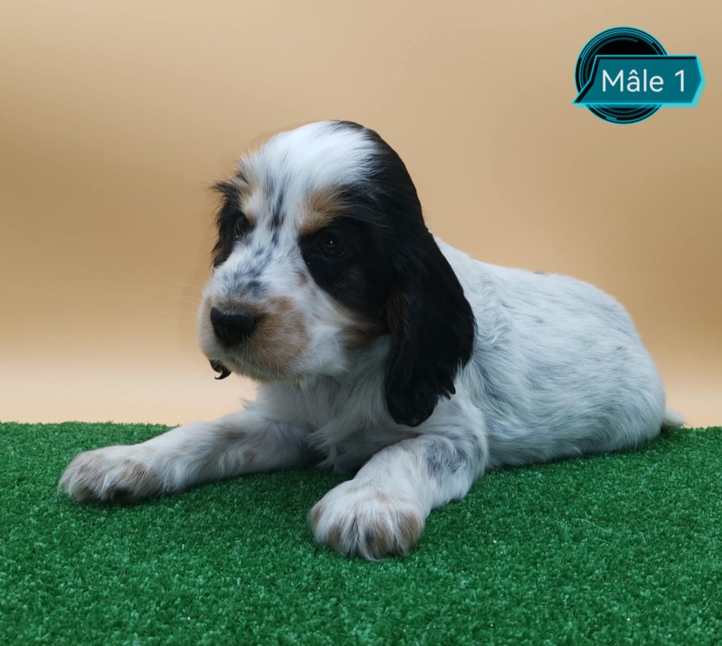 Des Adrilines d'Opale - Chiot disponible  - Cocker Spaniel Anglais