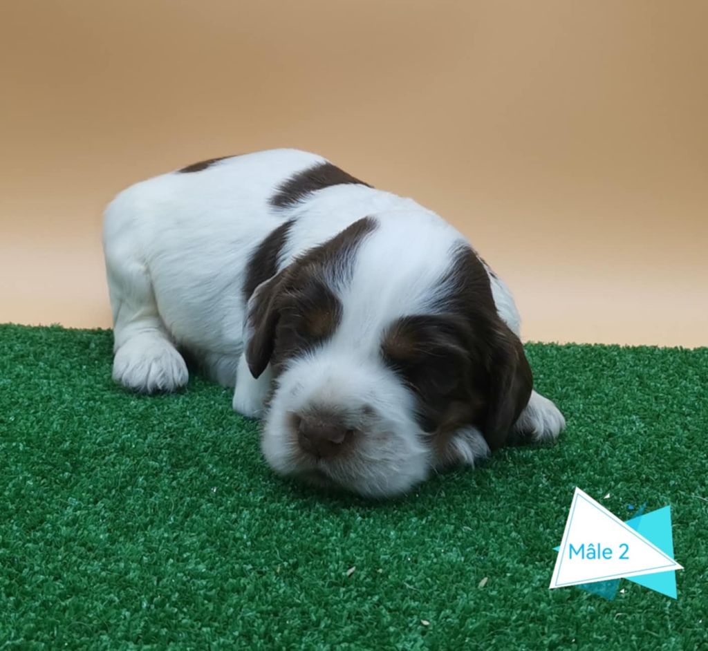 chiot Cocker Spaniel Anglais Des Adrilines d'Opale