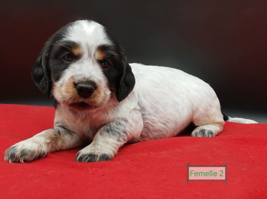 Des Adrilines d'Opale - Chiot disponible  - Cocker Spaniel Anglais