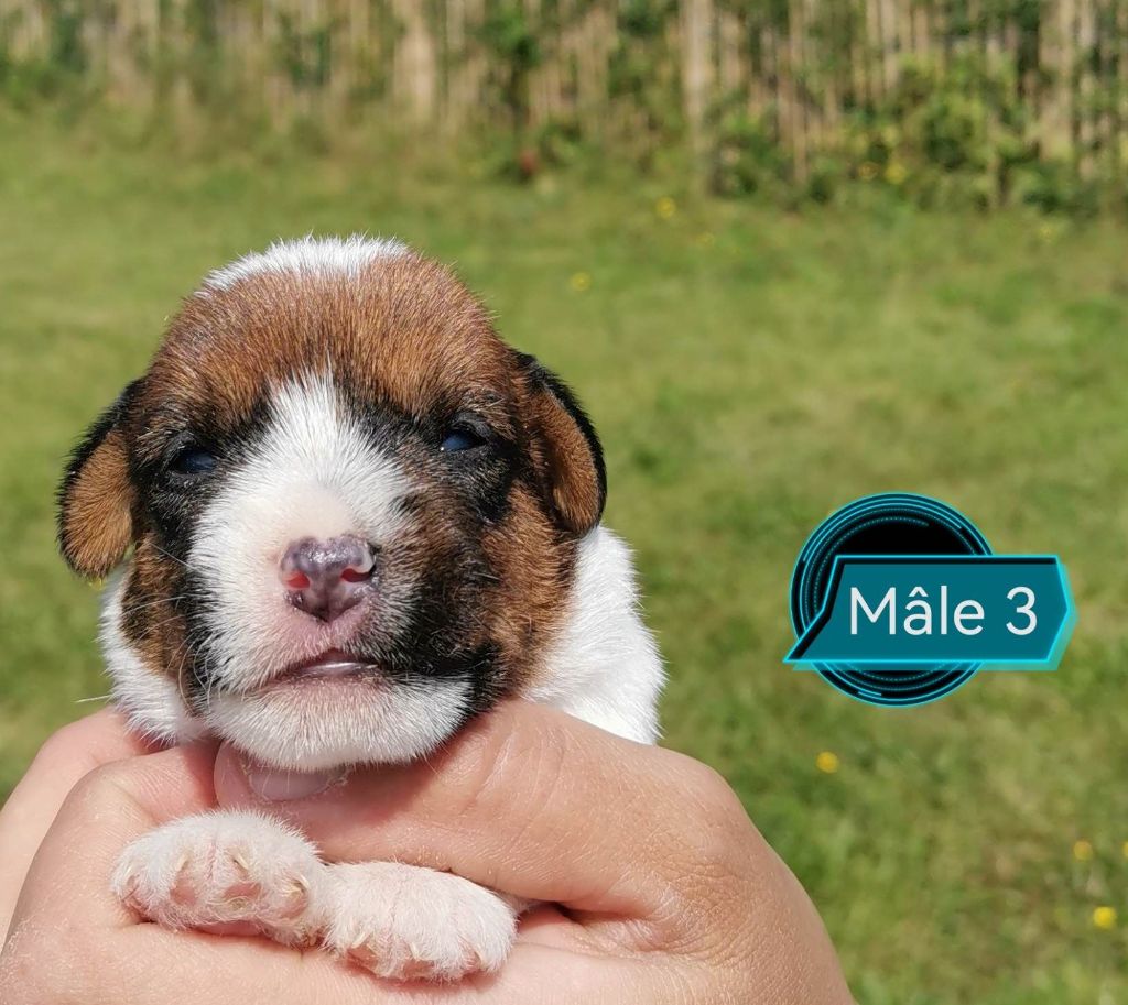 Des Adrilines d'Opale - Chiot disponible  - Jack Russell Terrier