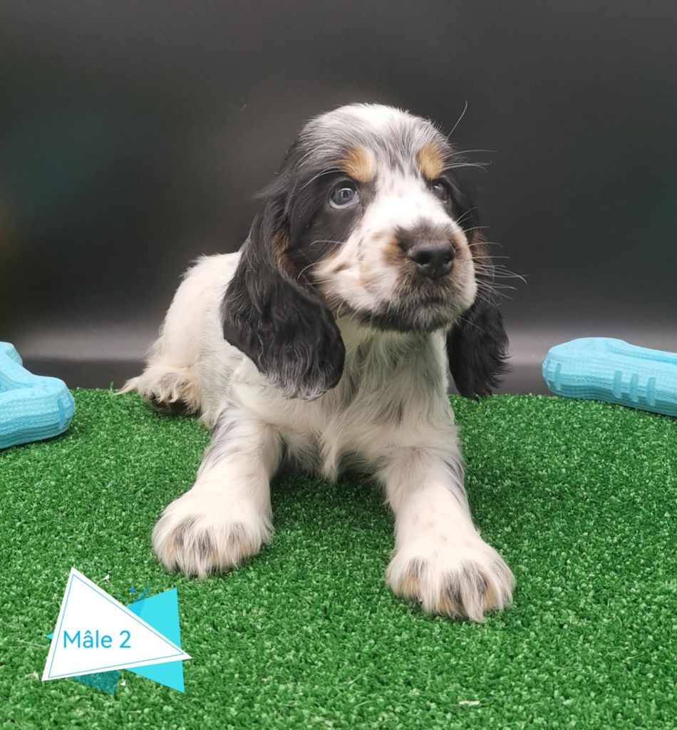 Des Adrilines d'Opale - Chiot disponible  - Cocker Spaniel Anglais