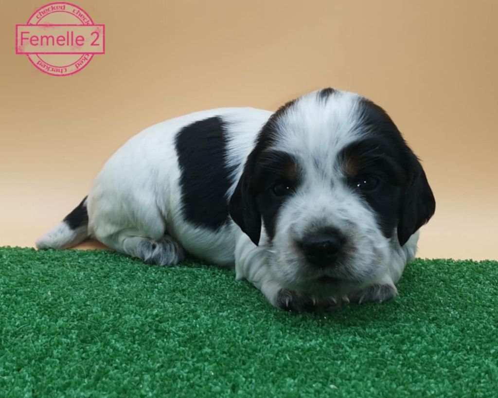 Des Adrilines d'Opale - Chiot disponible  - Cocker Spaniel Anglais