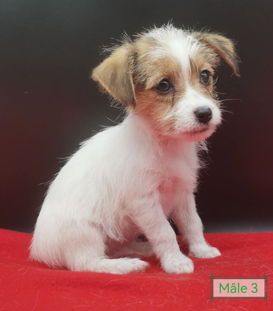 chiot Jack Russell Terrier Des Adrilines d'Opale