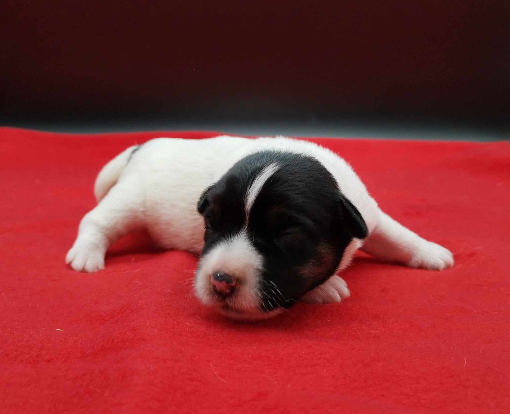 chiot Jack Russell Terrier Des Adrilines d'Opale