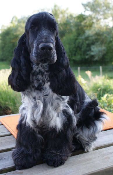 weeping willow's Galibot