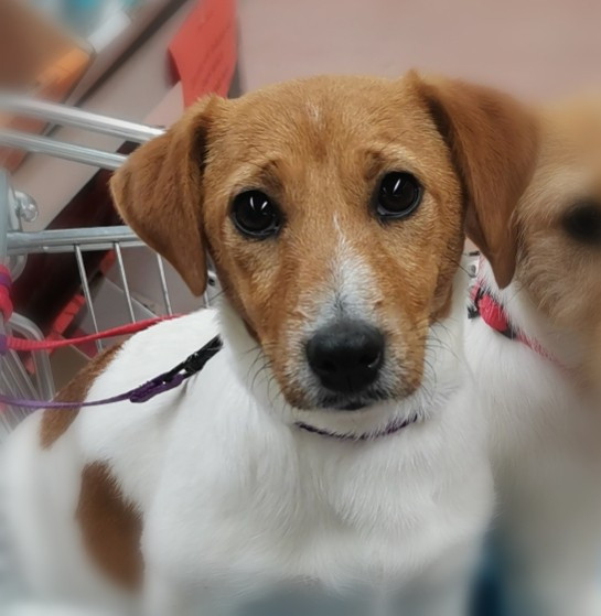 Vérone Des Adrilines d'Opale