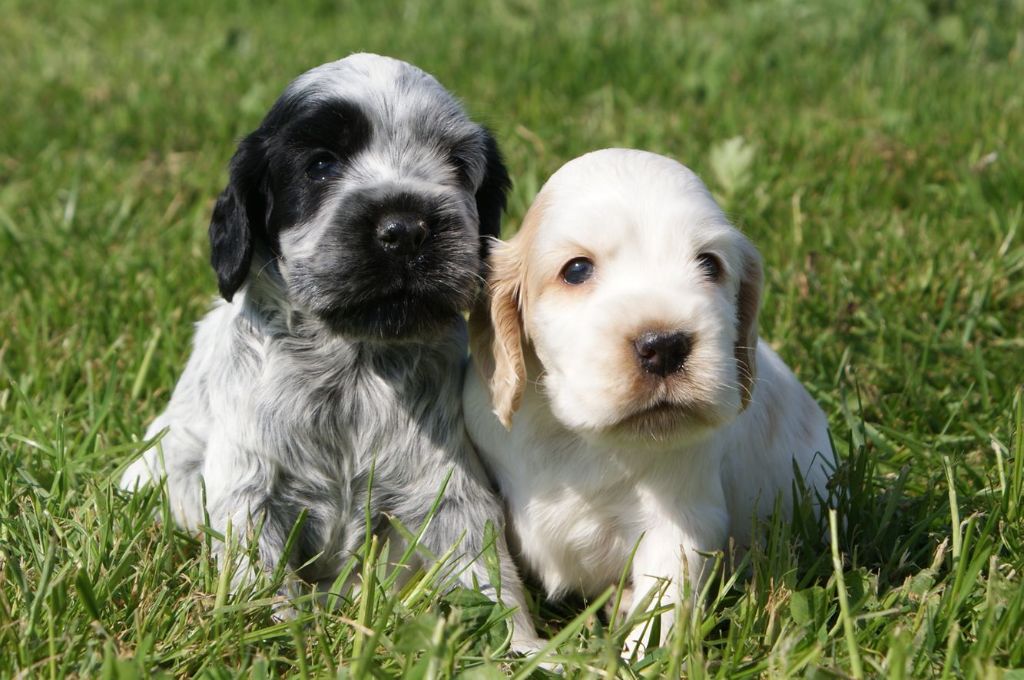 Des Adrilines d'Opale - Chiots Cocker