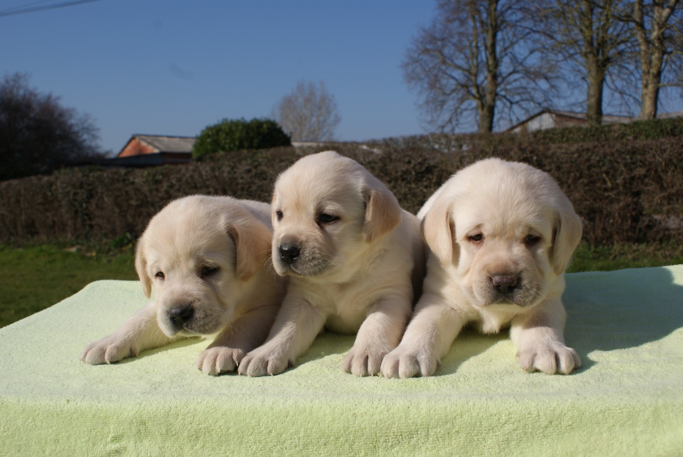 Des Adrilines d'Opale - Chiots Labrador