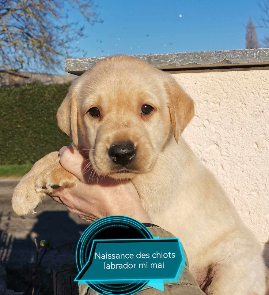 Chiots Labrador