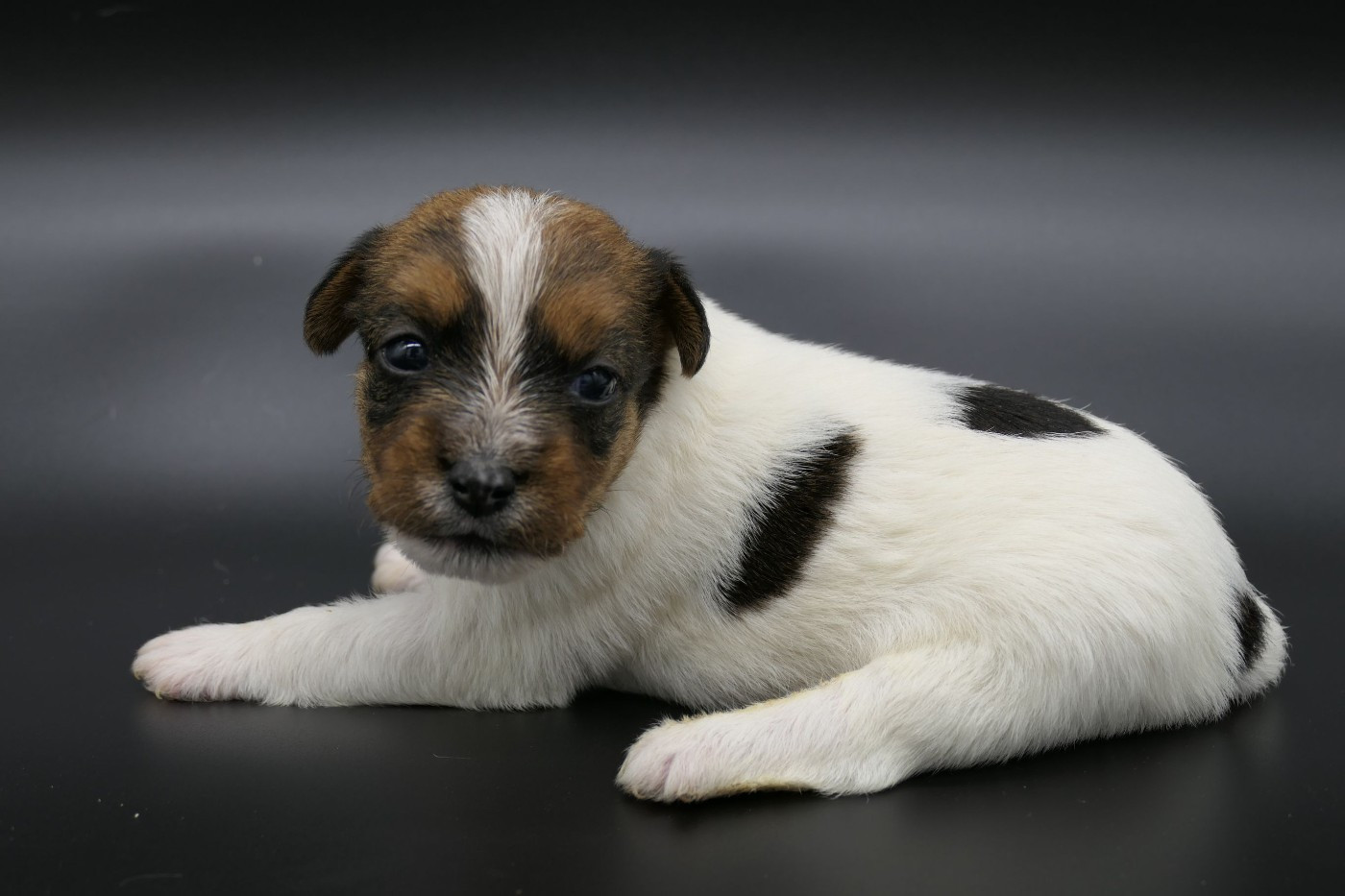Chiot Jack Russell