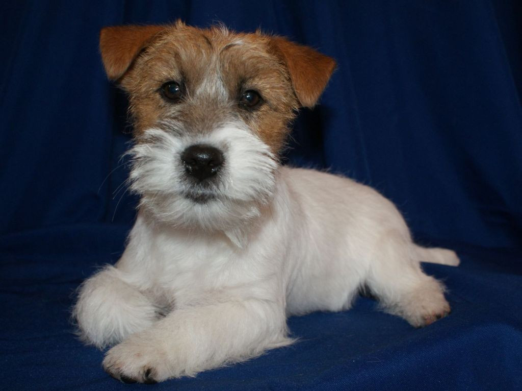 Chiot Jack Russell
