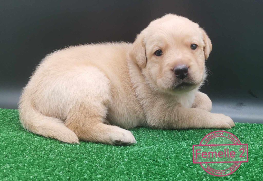 chiots Labrador
