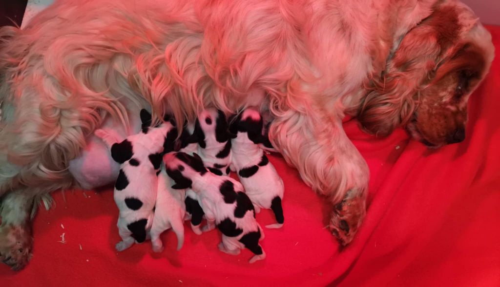 Chiot Cocker