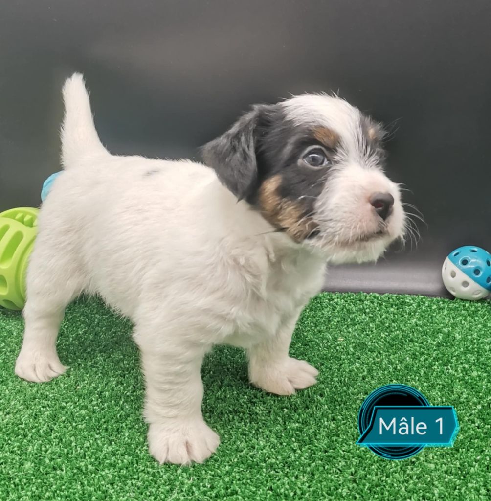 Chiots Jack Russell