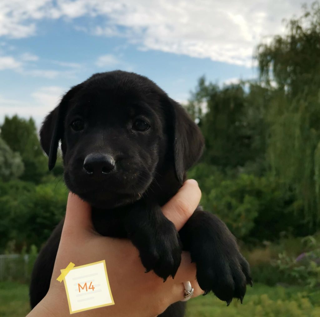 Des Adrilines d'Opale - Chiots disponibles - Labrador Retriever