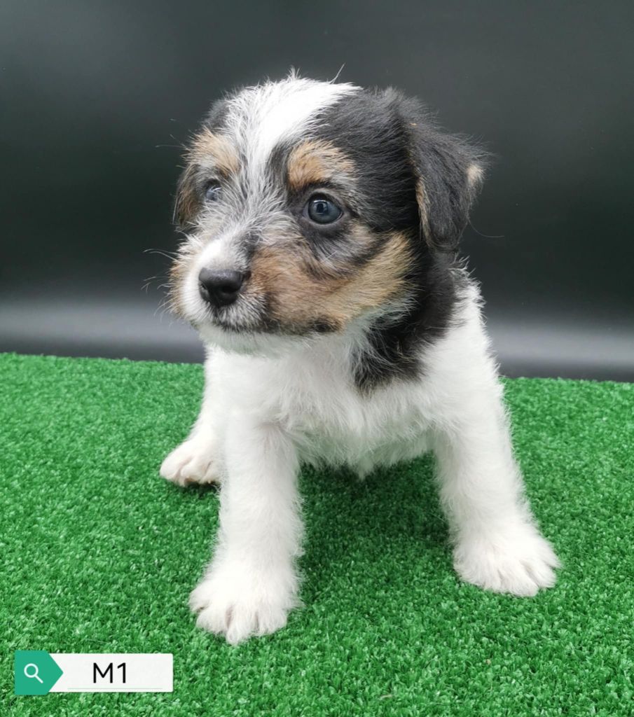 Des Adrilines d'Opale - Jack Russell Terrier - Portée née le 12/07/2025