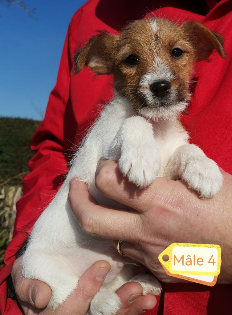 Des Adrilines d'Opale - Chiots disponibles - Jack Russell Terrier