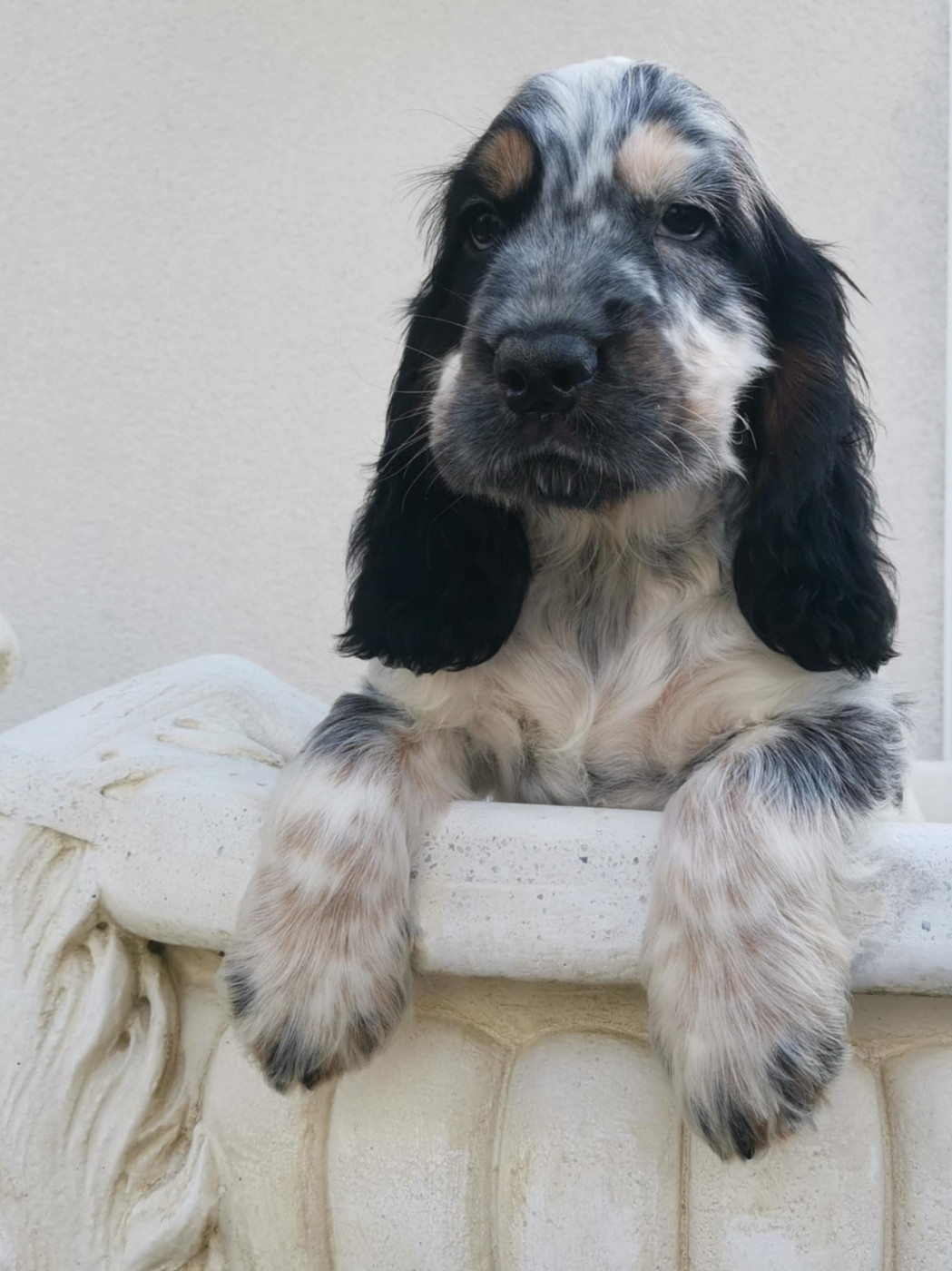 Des Adrilines d'Opale - Chiots disponibles - Cocker Spaniel Anglais