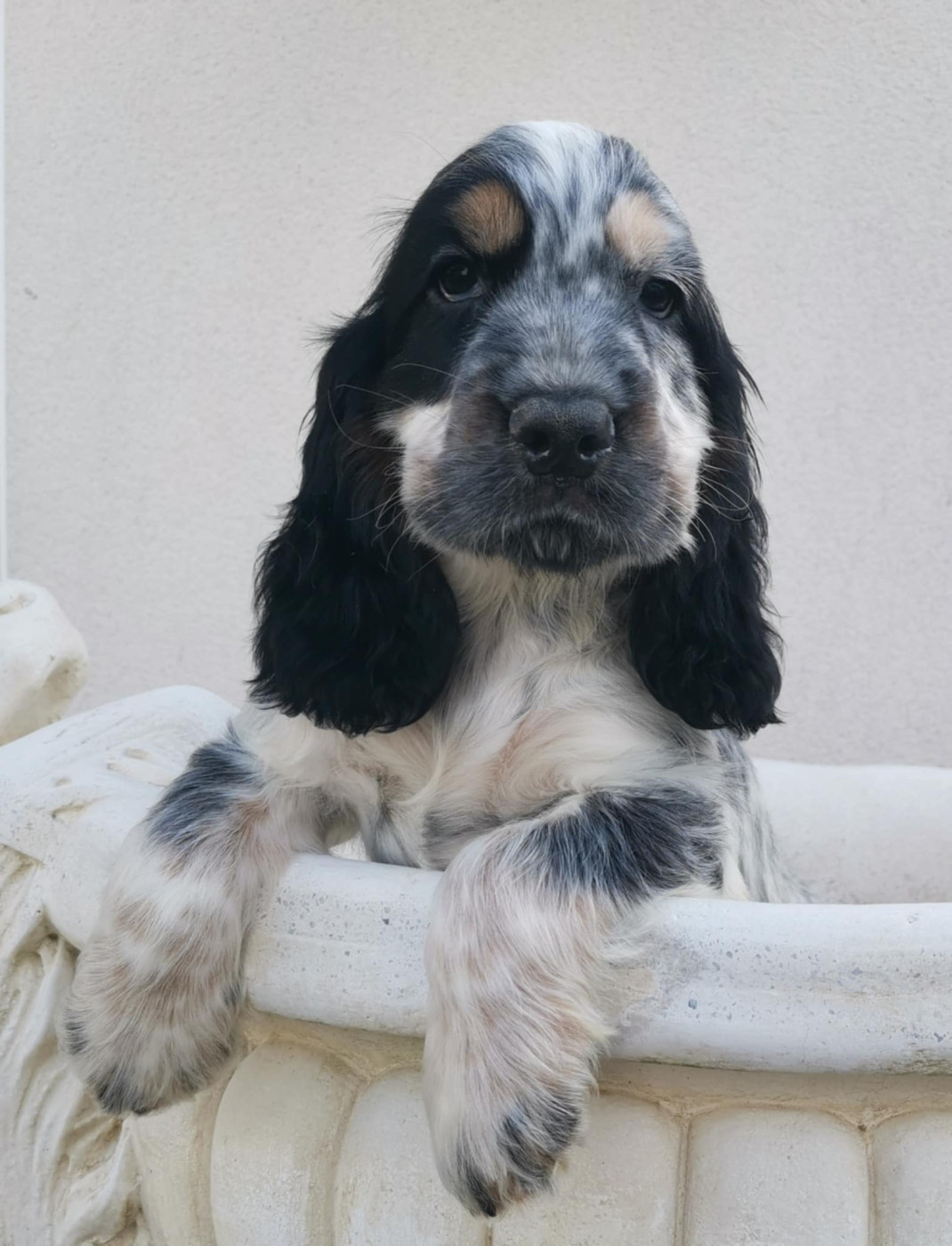 Chiot Cocker Spaniel Anglais Des Adrilines d'Opale