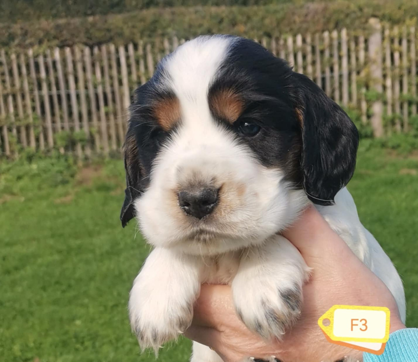 Des Adrilines d'Opale - Chiots disponibles - Cocker Spaniel Anglais