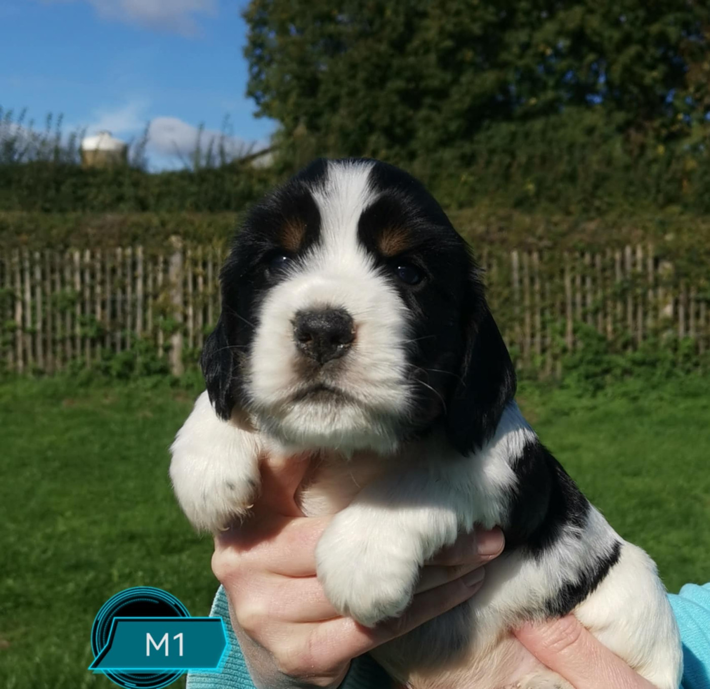Des Adrilines d'Opale - Chiots disponibles - Cocker Spaniel Anglais