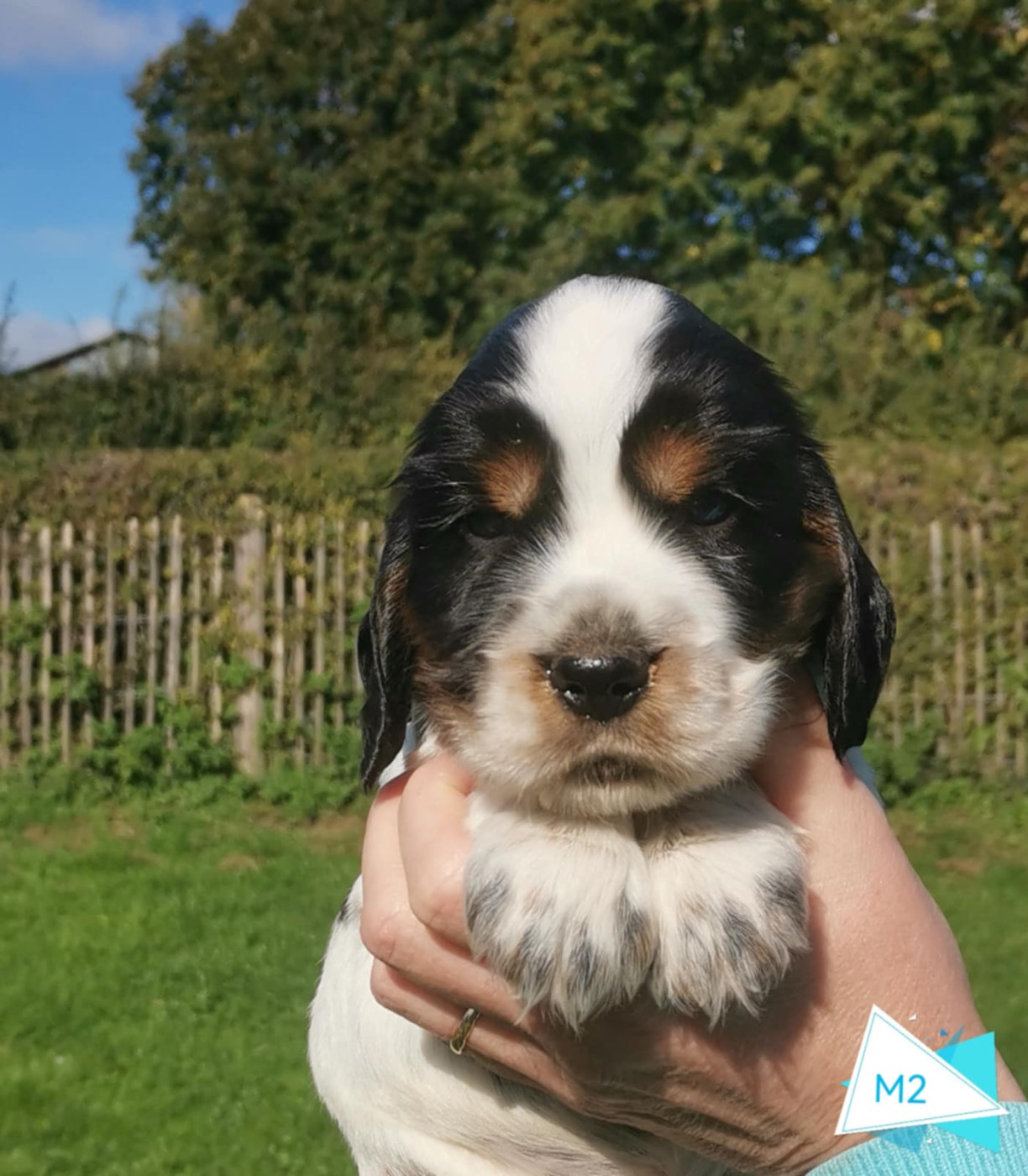 Des Adrilines d'Opale - Chiots disponibles - Cocker Spaniel Anglais