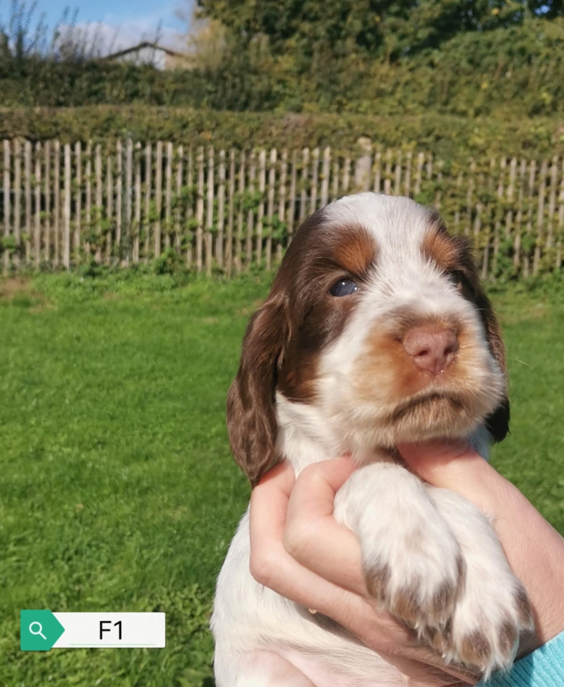 Des Adrilines d'Opale - Chiots disponibles - Cocker Spaniel Anglais