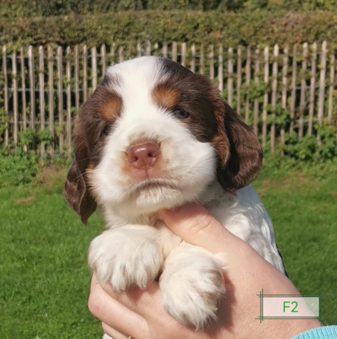 Des Adrilines d'Opale - Chiots disponibles - Cocker Spaniel Anglais