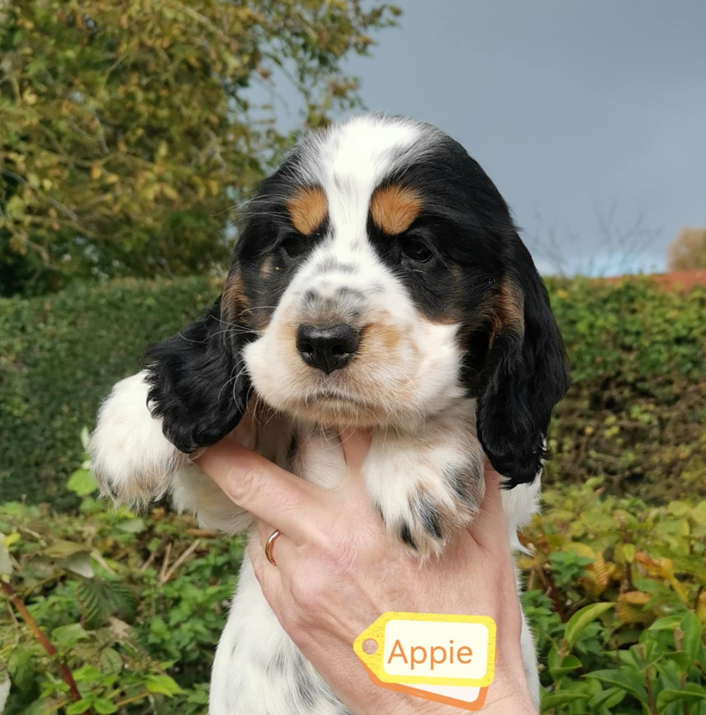 Des Adrilines d'Opale - Chiots disponibles - Cocker Spaniel Anglais