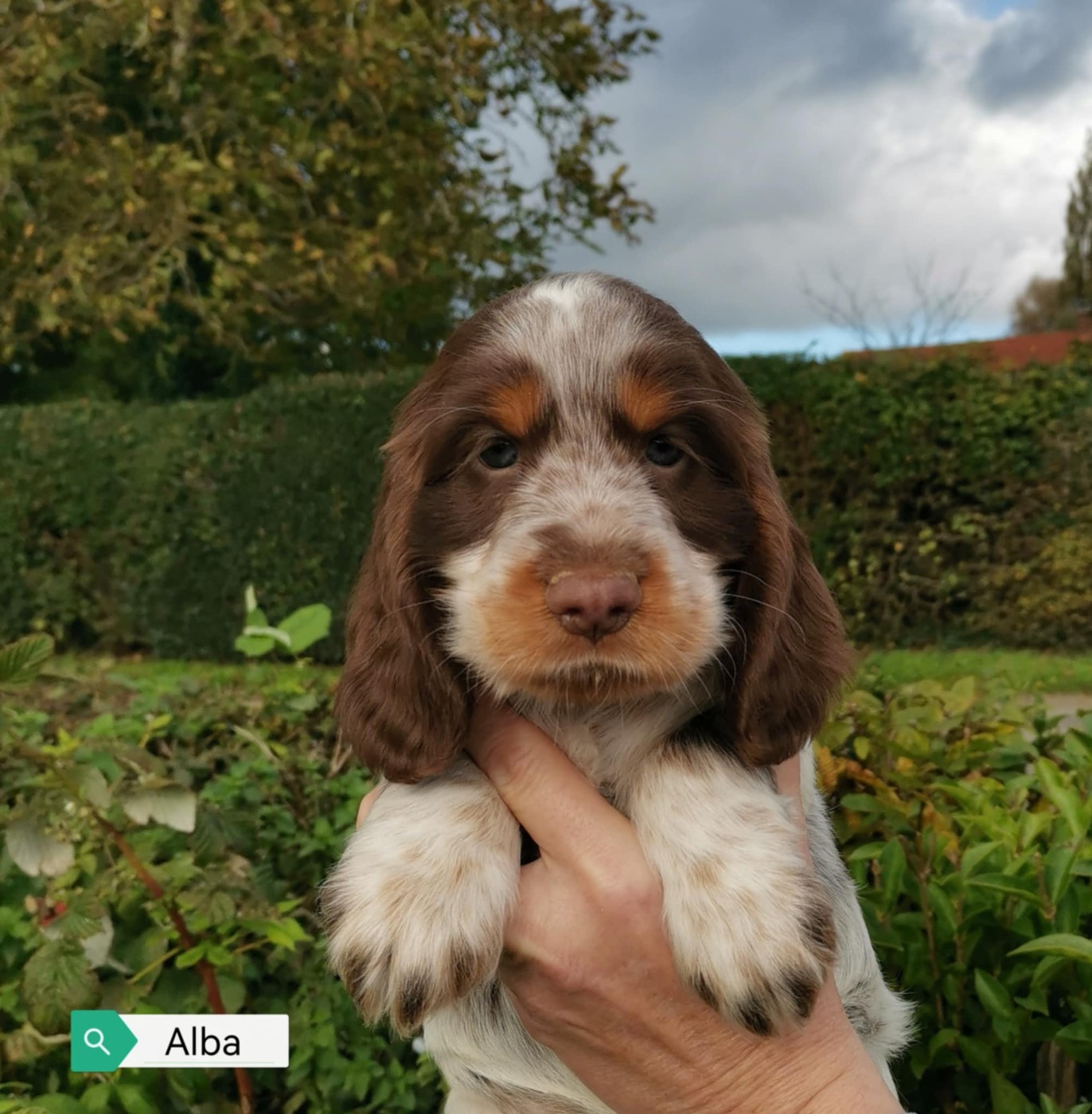 Des Adrilines d'Opale - Cocker Spaniel Anglais - Portée née le 10/09/2025