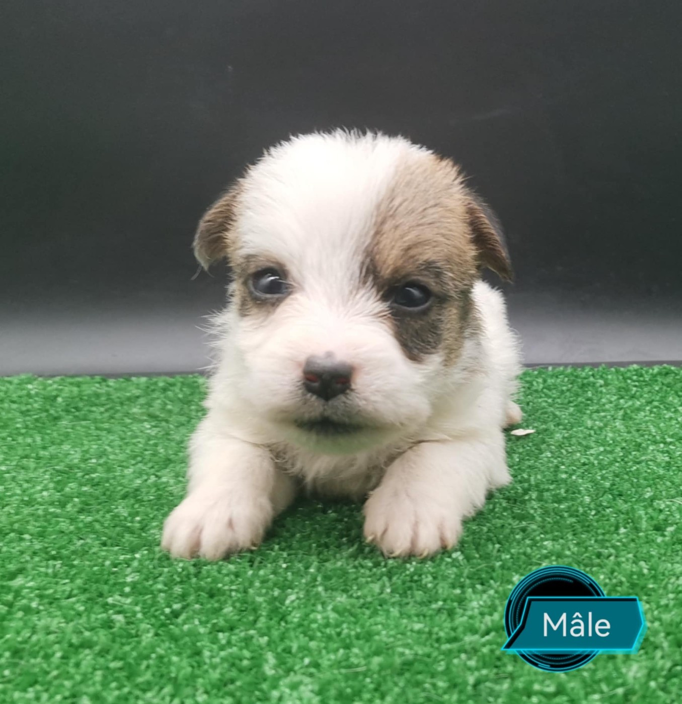 Des Adrilines d'Opale - Chiots disponibles - Jack Russell Terrier