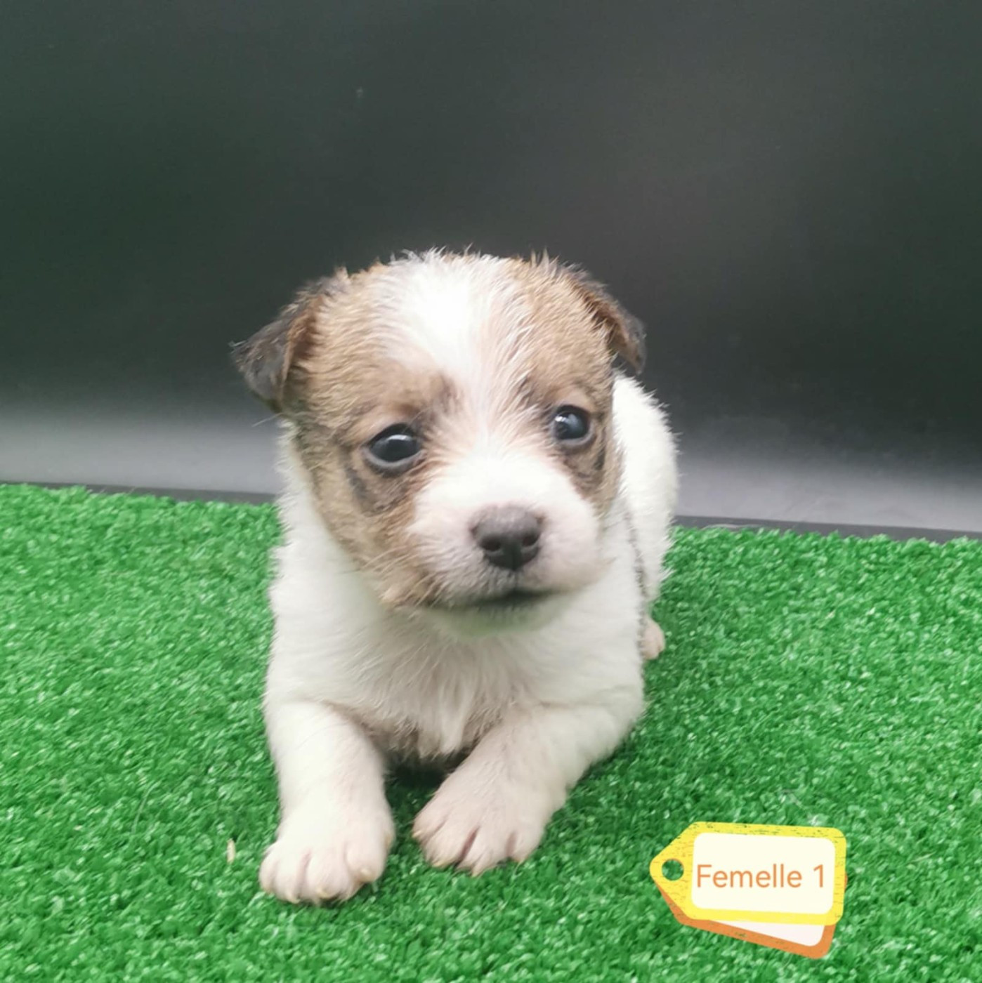 Des Adrilines d'Opale - Chiots disponibles - Jack Russell Terrier