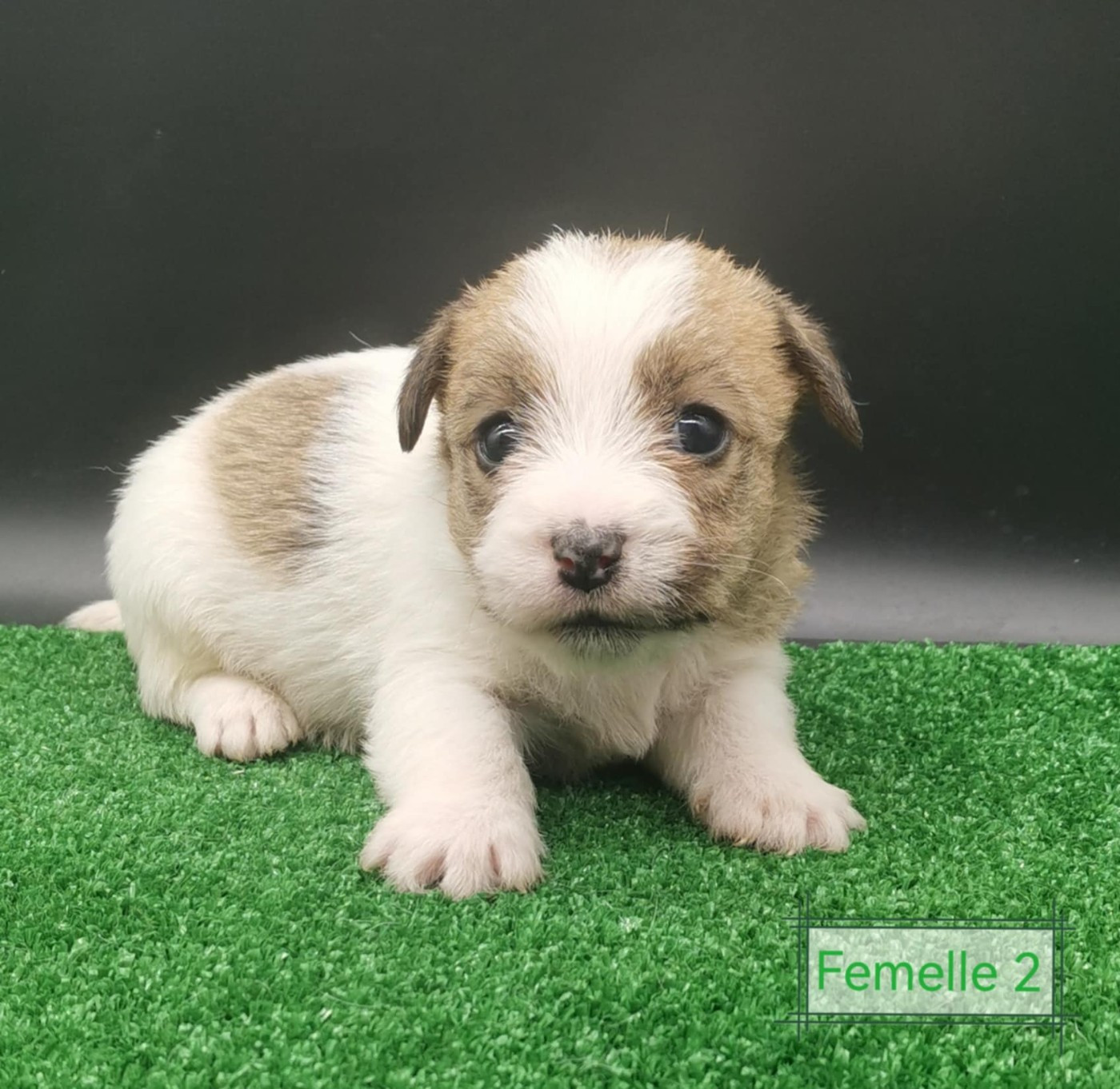 Des Adrilines d'Opale - Chiots disponibles - Jack Russell Terrier