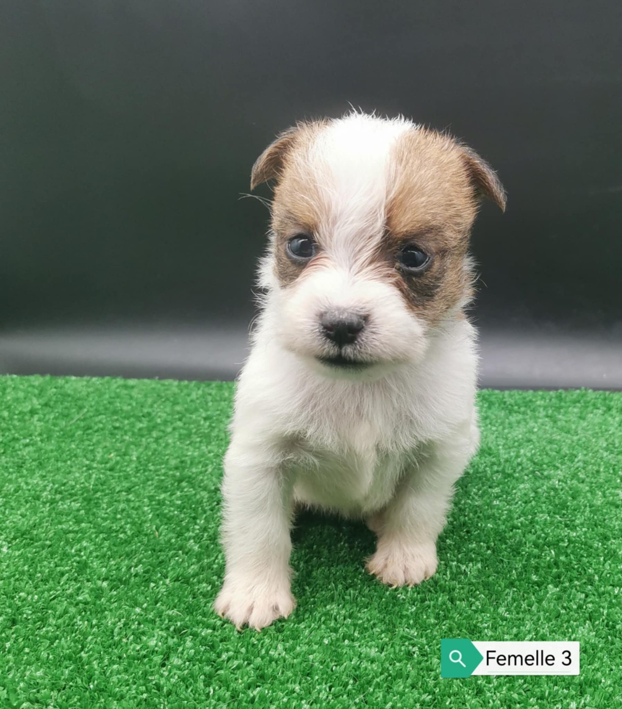 Des Adrilines d'Opale - Chiots disponibles - Jack Russell Terrier