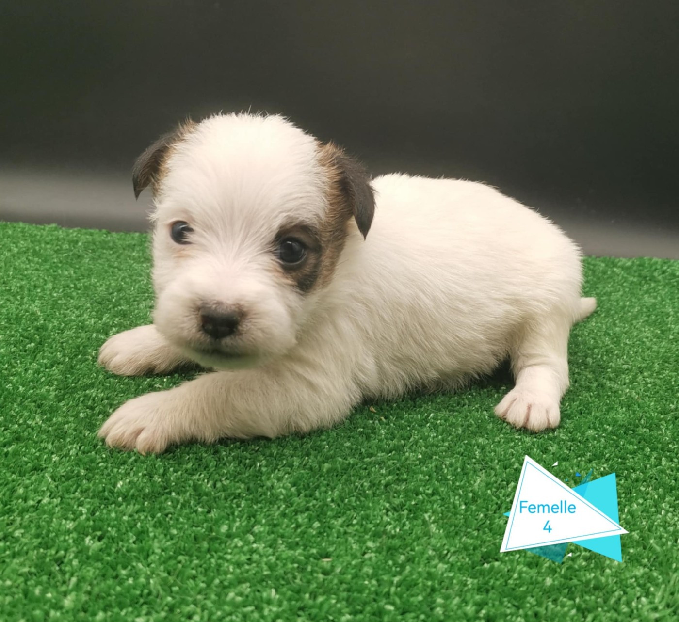 Des Adrilines d'Opale - Chiots disponibles - Jack Russell Terrier