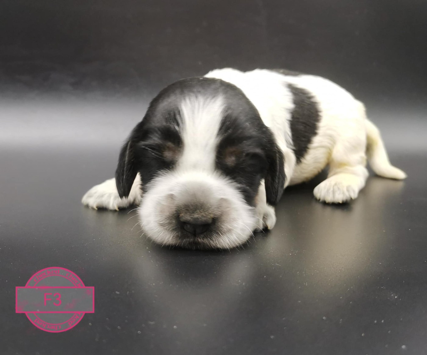 Des Adrilines d'Opale - Chiots disponibles - Cocker Spaniel Anglais