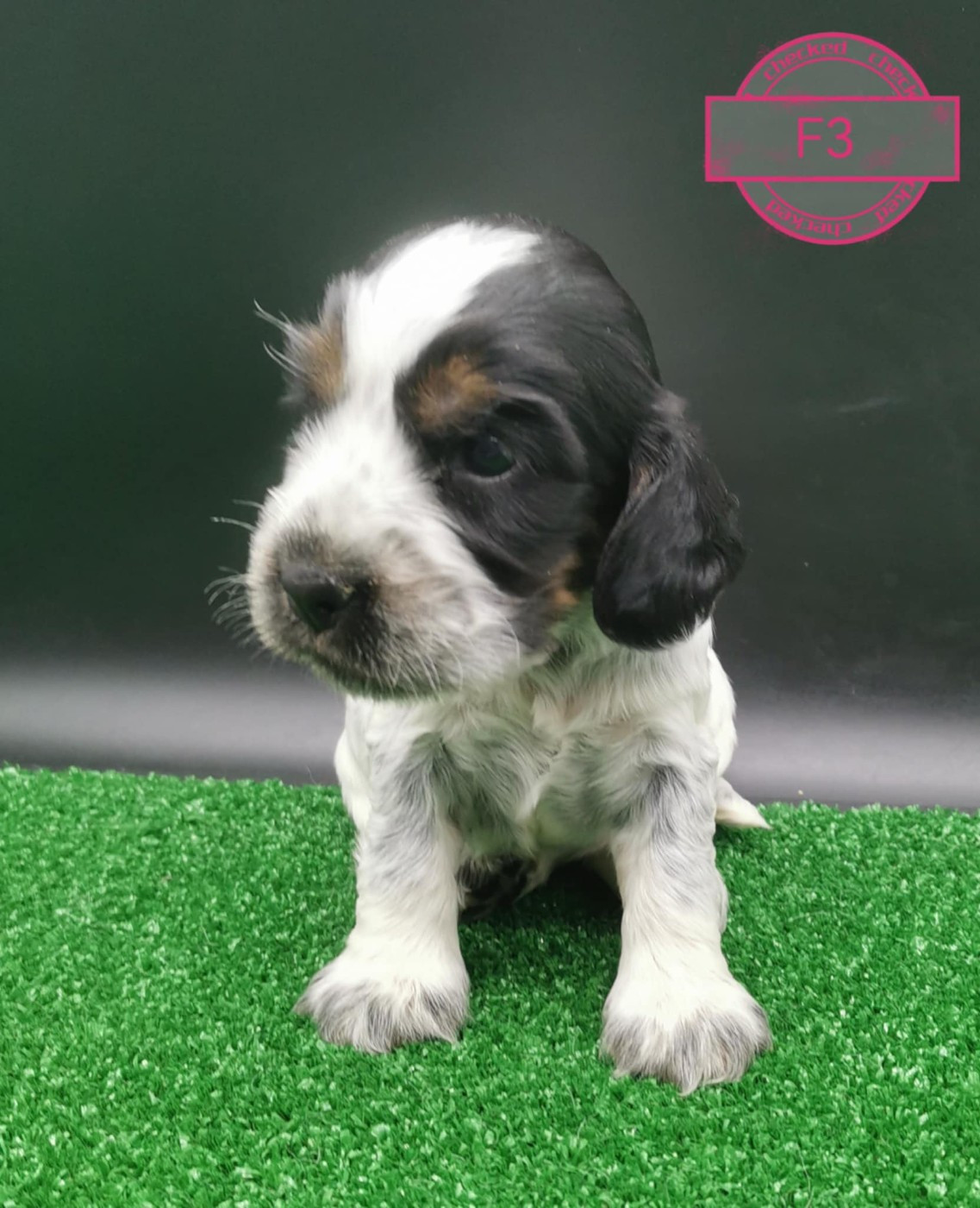 Des Adrilines d'Opale - Chiots disponibles - Cocker Spaniel Anglais
